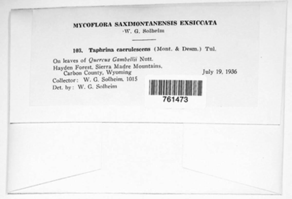 Taphrina caerulescens image